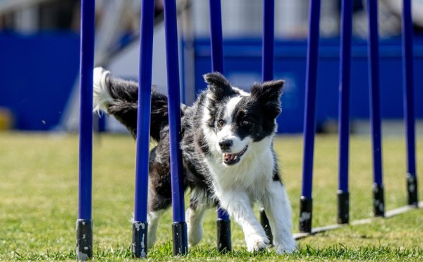 竞技水平全国顶尖！“犬类田径赛”亚洲顶级赛事在沪举办