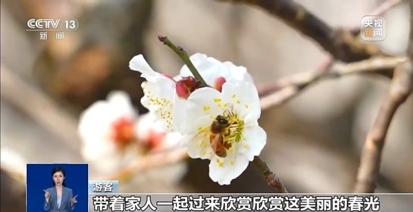 视频丨地上观、空中赏“赏花+”模式带你解锁乡村旅游新玩法
