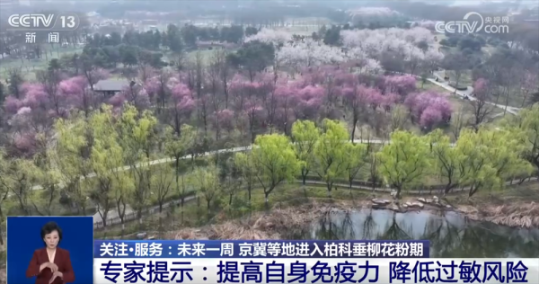 未来一周京冀等地进入柏科垂柳花粉期 易过敏人群如何科学防护？一起了解