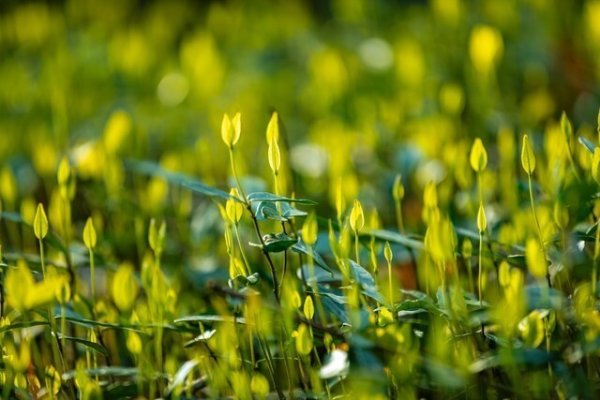 进入3月多吃“护肝菜”，祛湿排毒，清肝养肝，增强免疫，助你安稳过春天