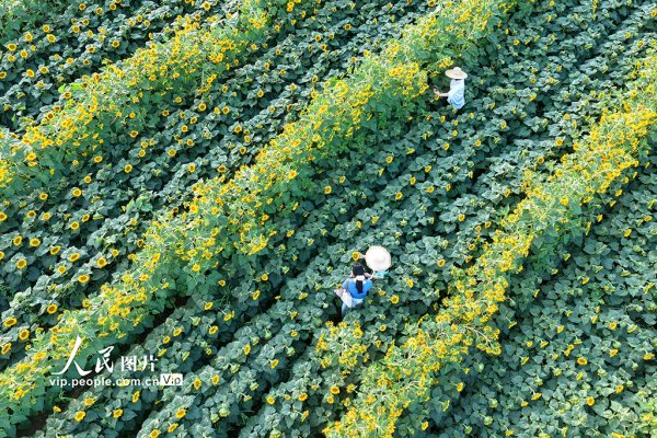 河南济源：油葵绽放
