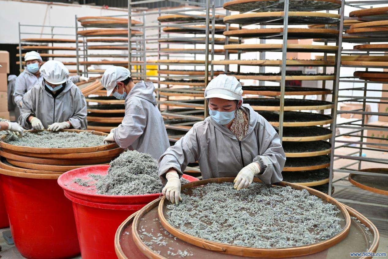 藤茶加工。资料图片