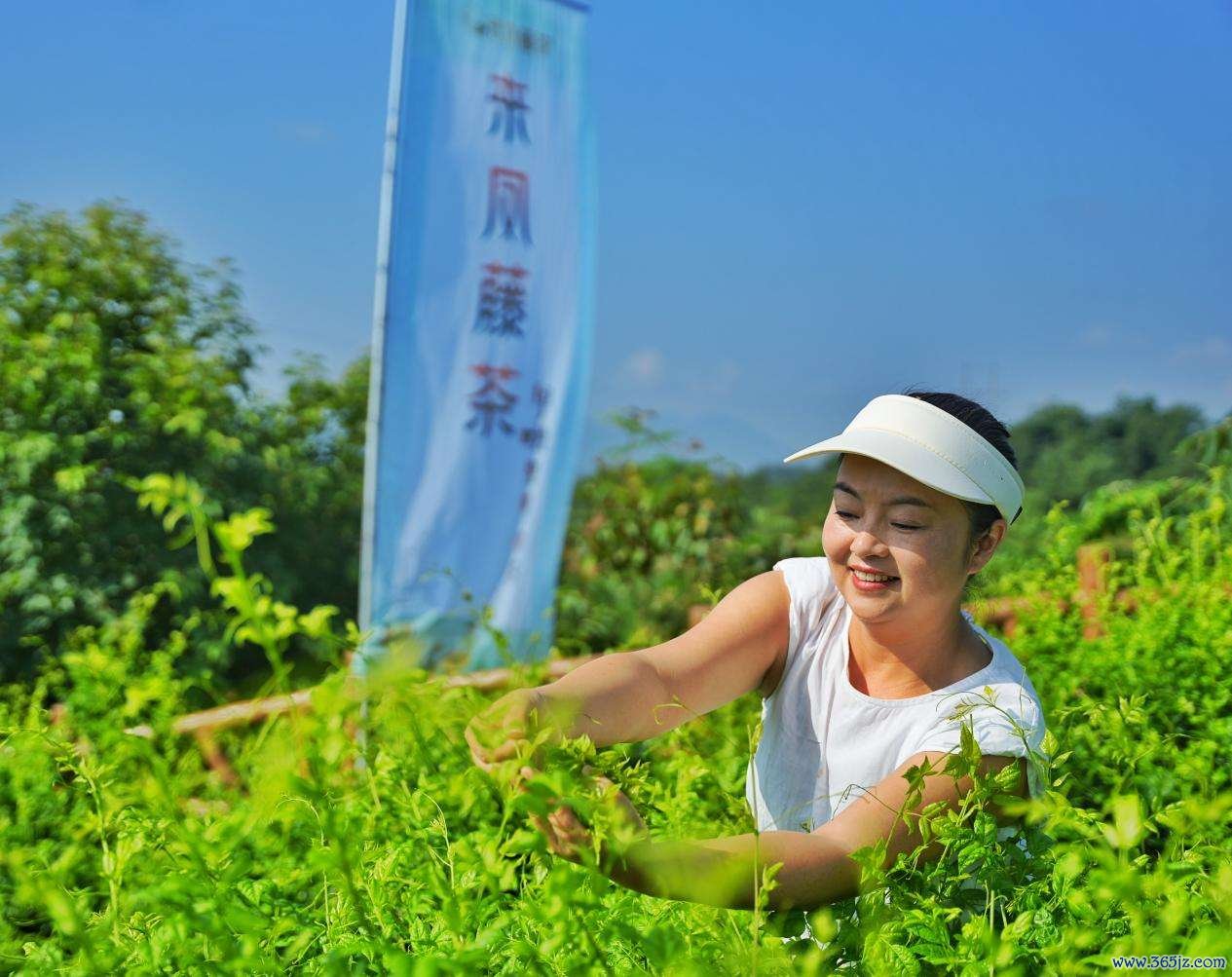 藤茶采摘。刘强国摄